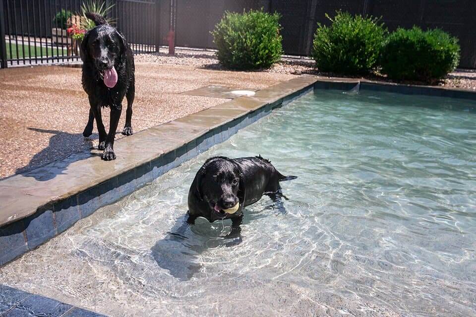 dogs swimming pool