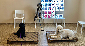 Dog Training Classes in St. Louis