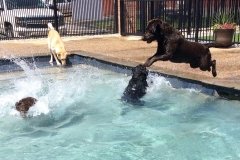 Dog Swimming Pool in St. Louis