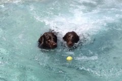 Swimming Pool for Dogs
