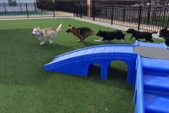 Doggie Day Care in St. Louis