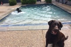 Doggie Day Camp - Swimming Pool