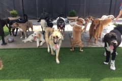 Dog Daycamp in St. Louis