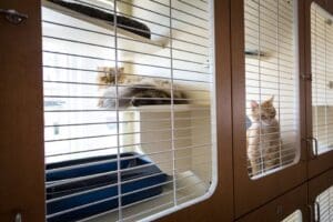 Adorable cats comfy during cat boarding