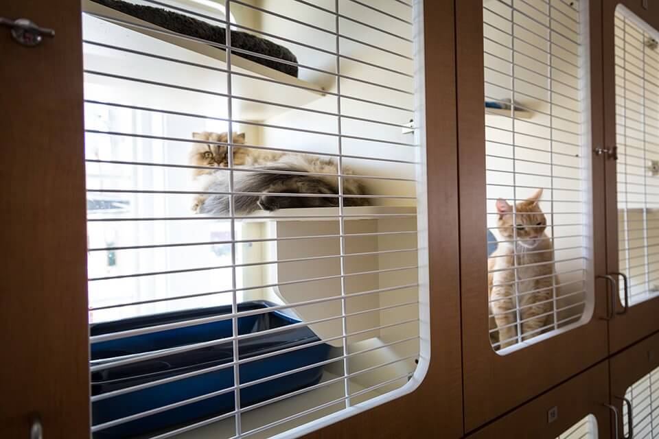 Adorable cats comfy during cat boarding