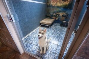 dog in dog boarding hotel