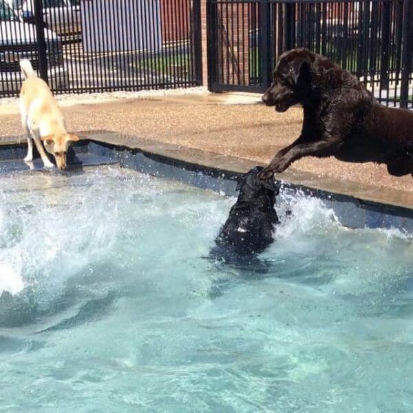dog-swimming-pool-2
