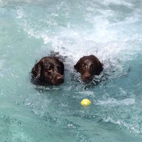 dog-swimming-pool-3