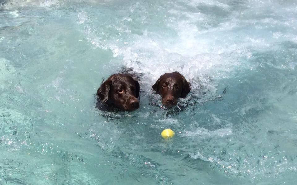 dog-swimming-pool-3