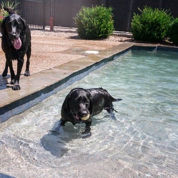 dog-swimming-pool-4