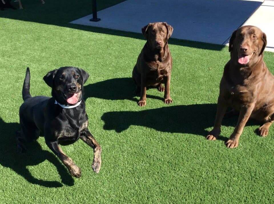 Dogs having a great time at Williamsburg Pet Hotel