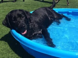 dog chilling in a kiddie pool
