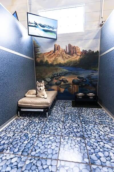 look-boarding-facility-pets-4