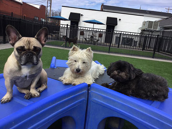 three dogs sitting on top of a slide