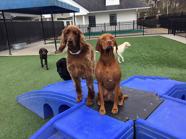 two dogs on a blue slide in grass