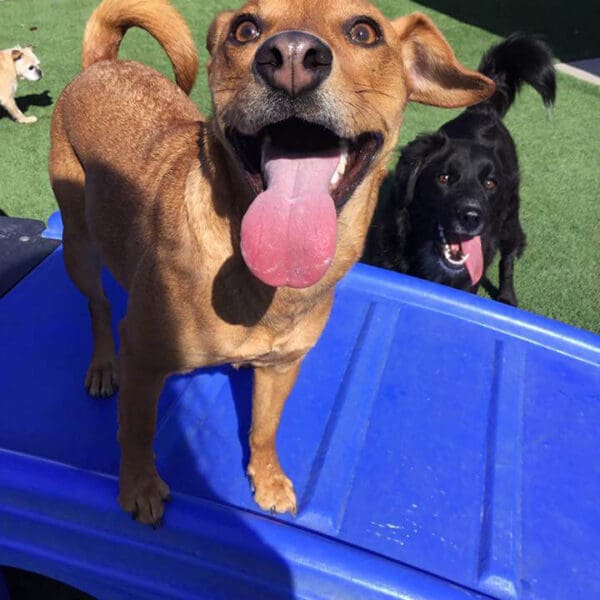 a smiling dog on a slide
