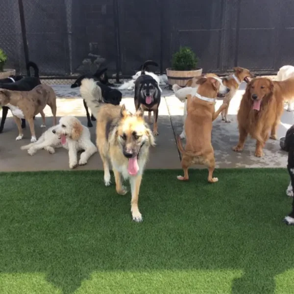 group of dogs at day camp