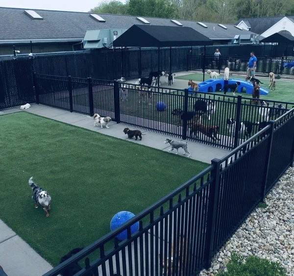 dog play area at Williamsburg Pet Hotel
