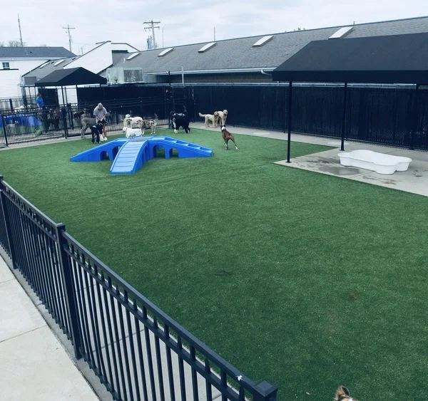 dog play area at Williamsburg Pet Hotel