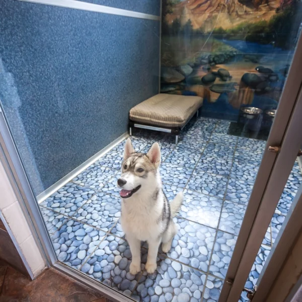 dog inside of pet suite