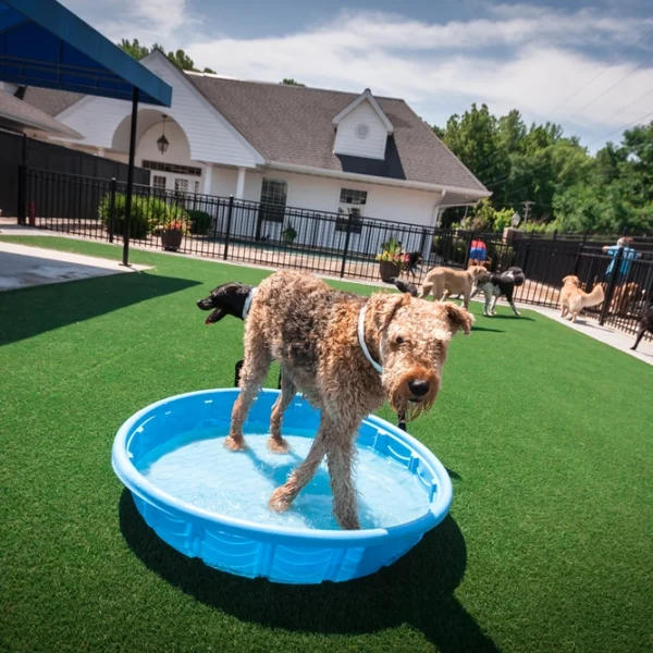 dog in doggie pool