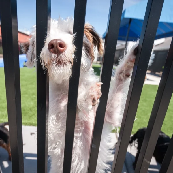 dog looking through fence