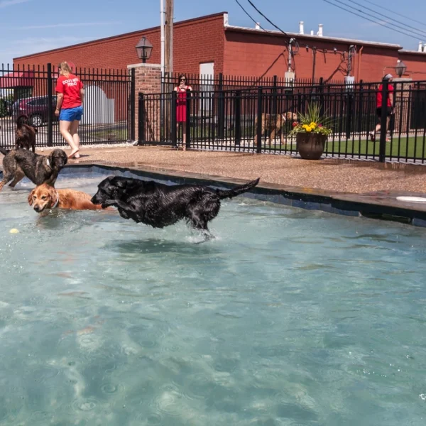 dog diving into doggie pool