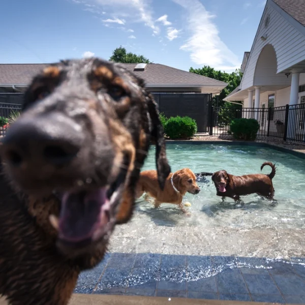 dogs playing in daycamp pool