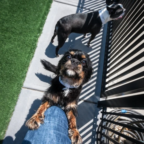 dog jumping on person's leg