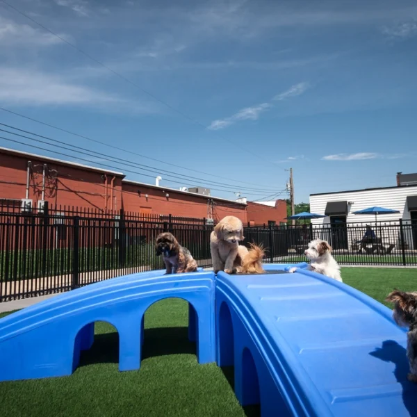 dogs playing on slide