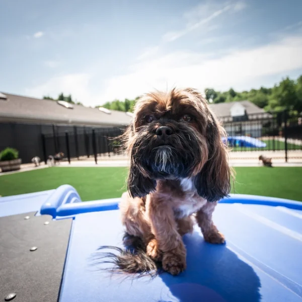 dogs playing on slide