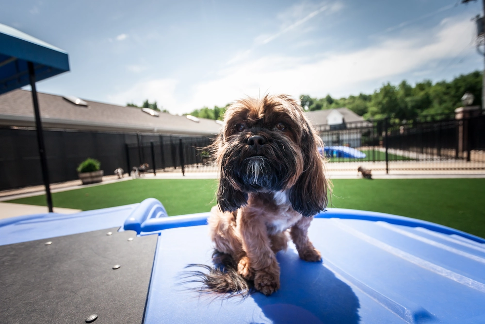 dogs playing on slide