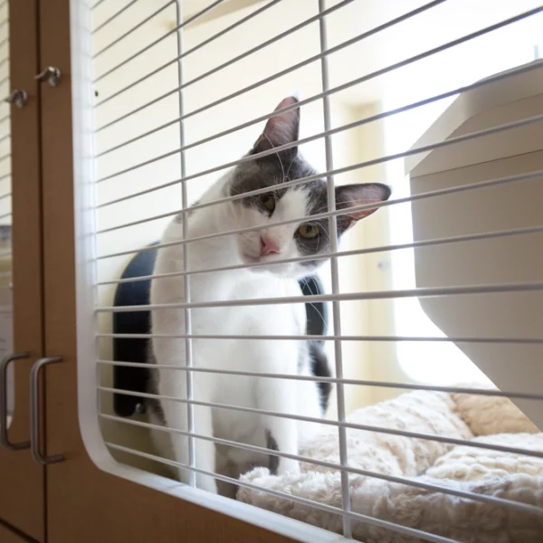 Cat looking through window