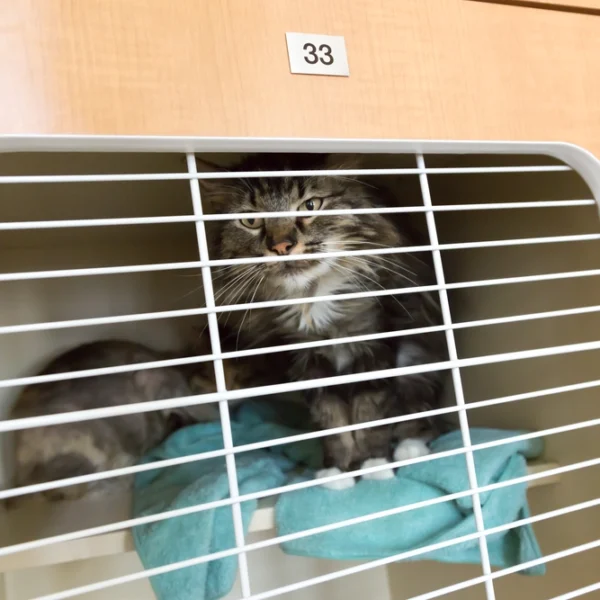 Cat looking through window