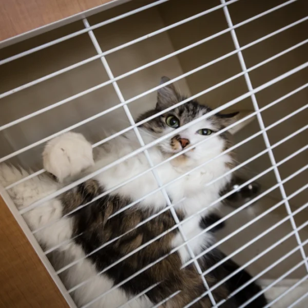 Cat looking through window