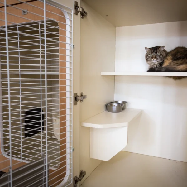 cat laying down on a shelf