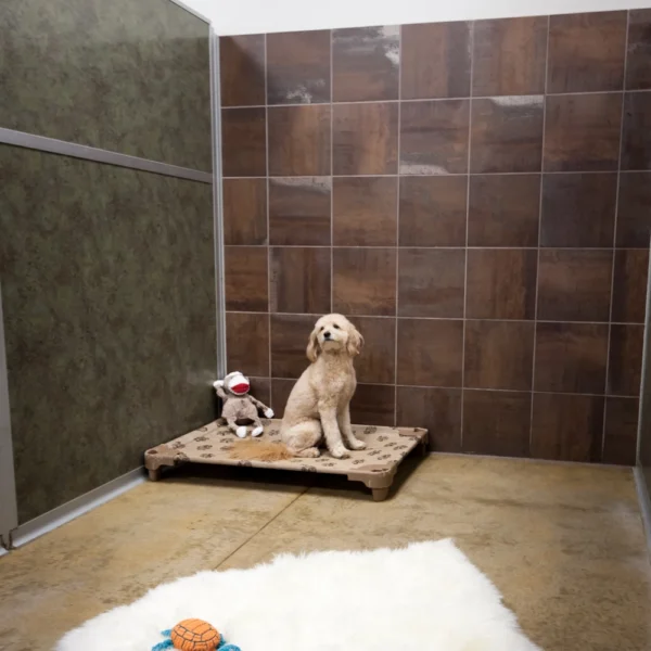 dog inside of pet suite