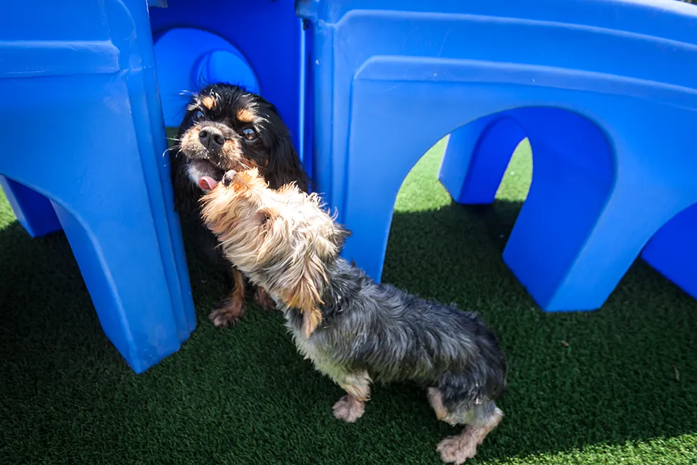 dog licking another dog's face