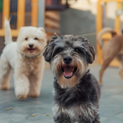 dogs at doggie day camp