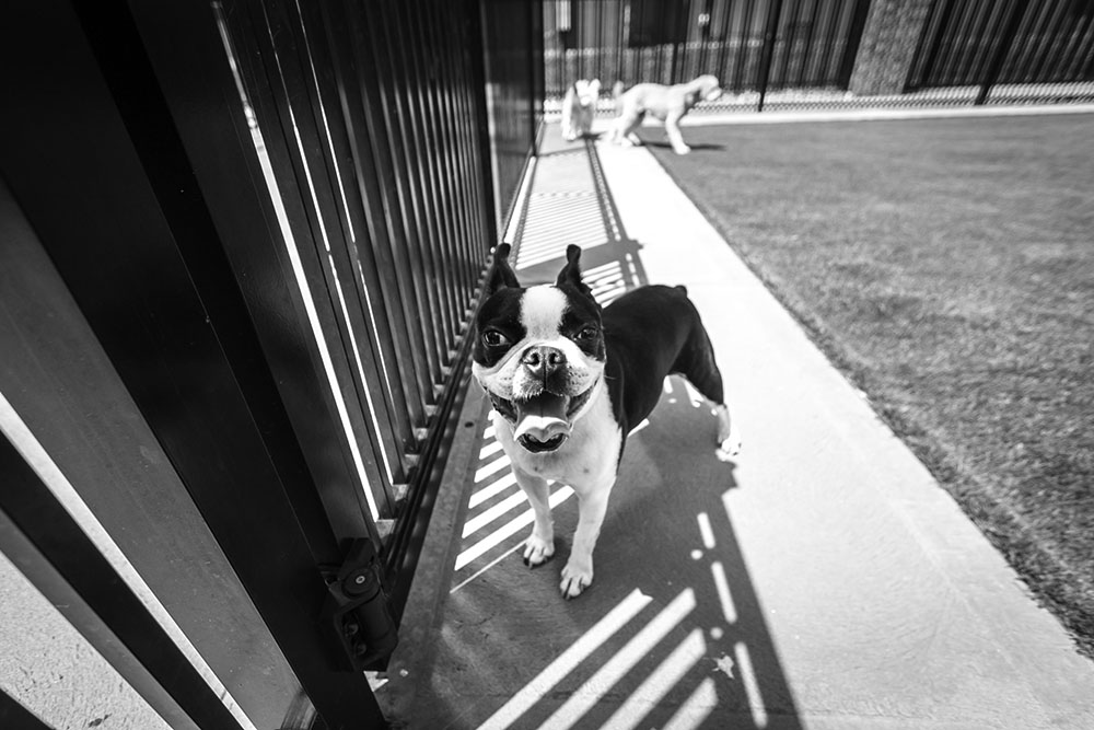 dog looking at fence at dog boarding