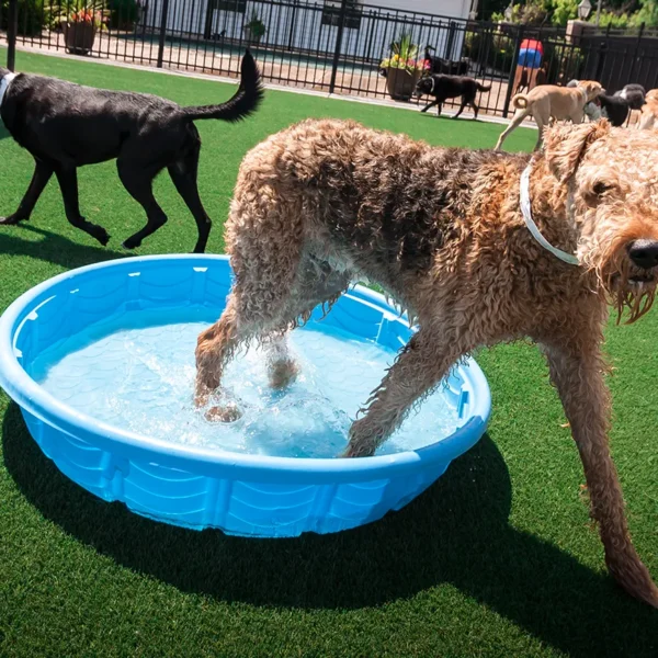 dogs playing at Williamsburg Pet Hotel