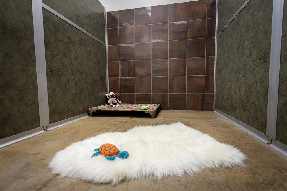 Junior Suite dog boarding room