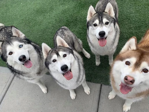 group of huskies at daycamp