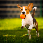 dog running with a ball