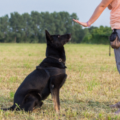 coach training dog to sit