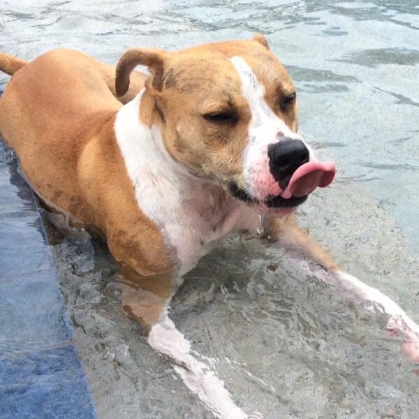 Dog swimming pool at Williamsburg Pet Hotel