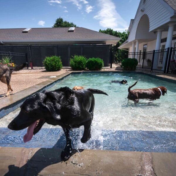 Dog pool at Williamsburg Pet Hotel