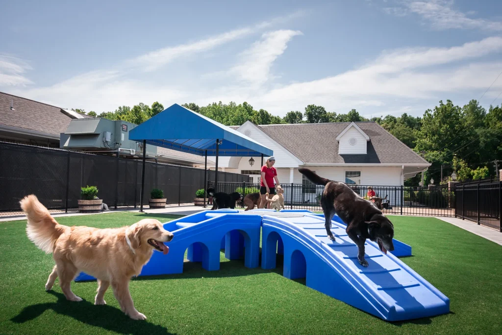 Dog Daycamp at Williamsburg Pet Hotel