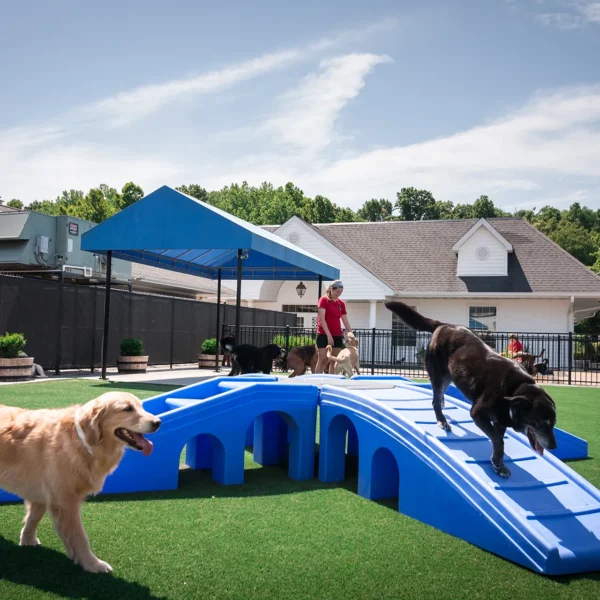 Dog Daycamp at Williamsburg Pet Hotel