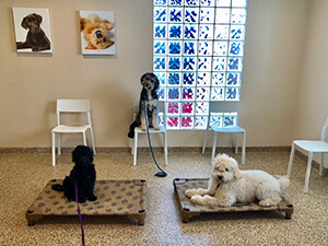 Dog Training Classes